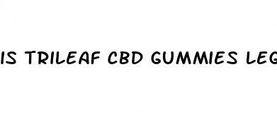 is trileaf cbd gummies legit